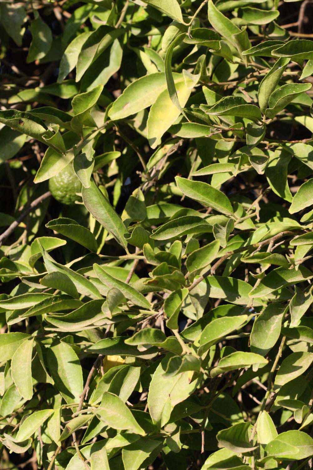              Sun leaves (Riverside, CA)       